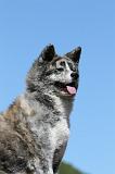 AKITA INU 465